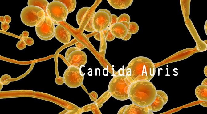Fungal Infections: The Spread Of Candida Auris